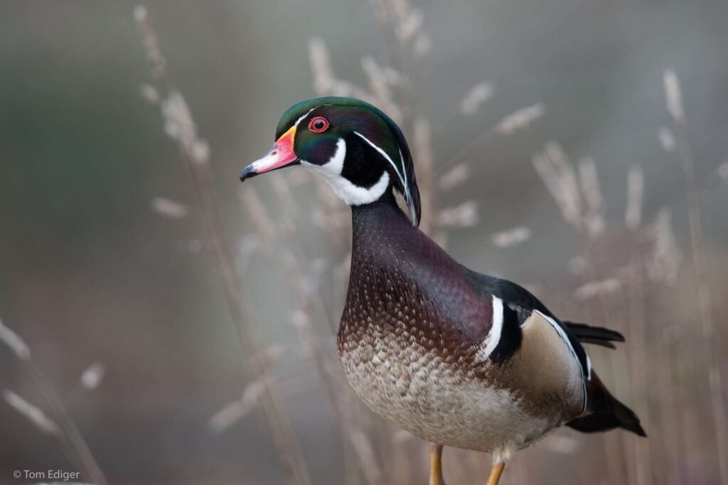 Uncover the Beauty and Grace of the Wood Duck