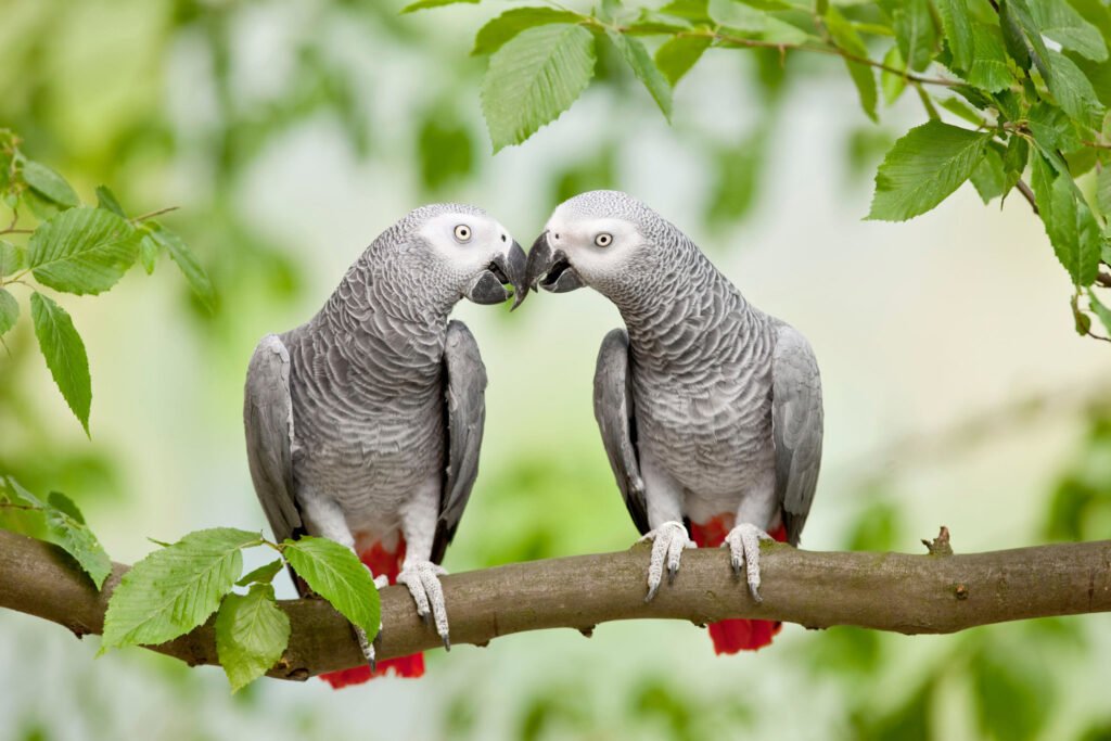 African Grey Parrots – The Intelligent and Charismatic Companions