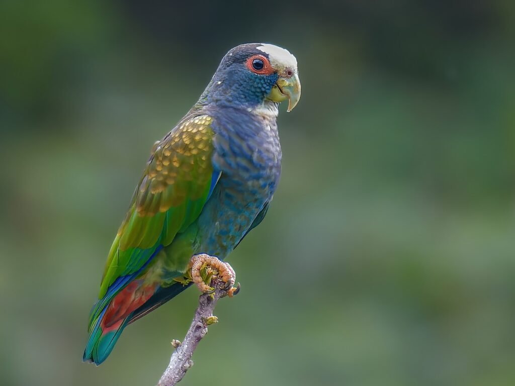 Discover the Tranquil Charm of Pionus Parrots