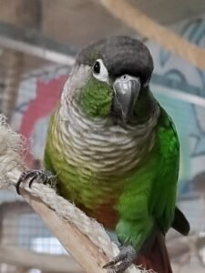 Green-Cheeked Conures - The Playful and Colorful Companions