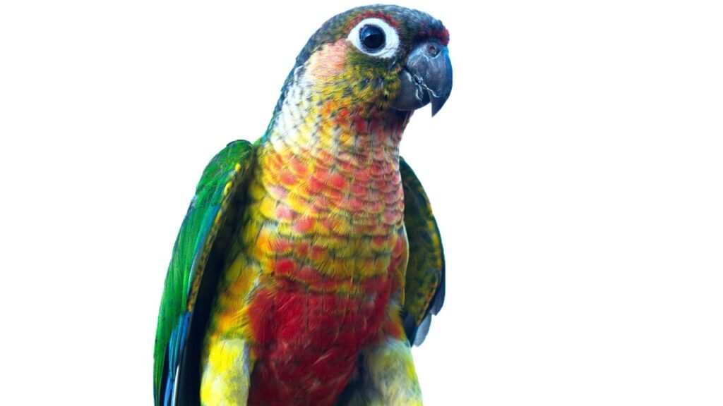 Green-Cheeked Conures - The Playful and Colorful Companions