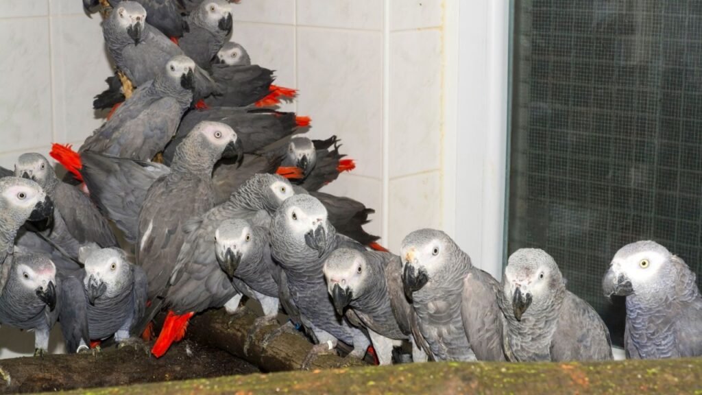 Unveil the Intelligence and Charisma of African Grey Parrots