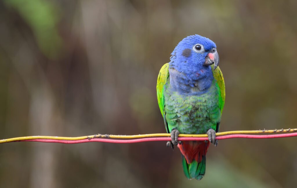 Discover the Tranquil Charm of Pionus Parrots