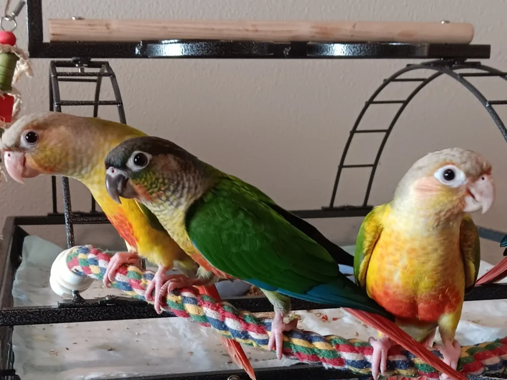 Green-Cheeked Conures - The Playful and Colorful Companions