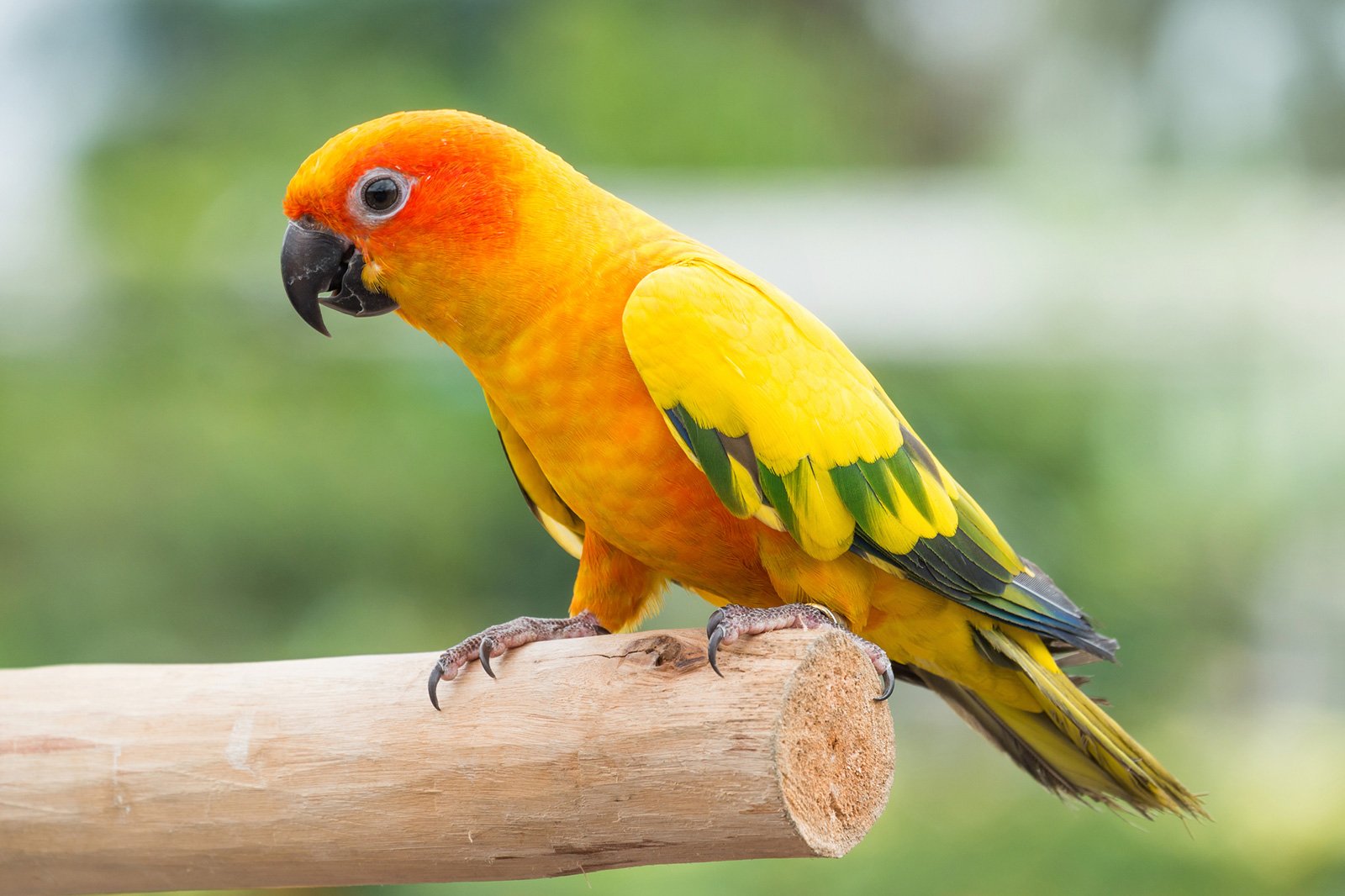 Explore the Vibrant World of Conures