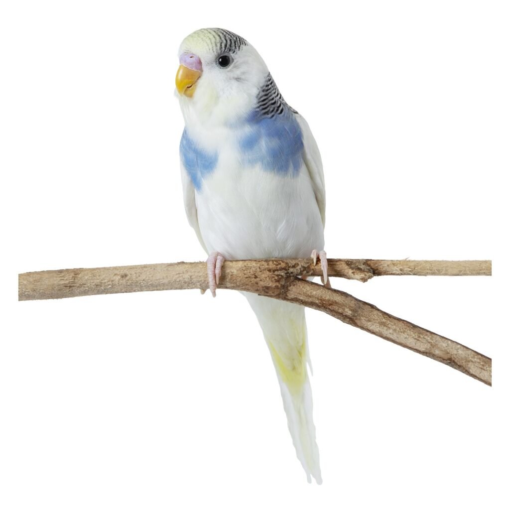 Parakeets - The Charming and Colorful Companions