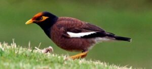 Mynah Birds - The Brilliant Mimics of the Avian World