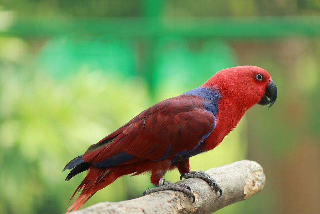 Discover the Splendor and Serenity of Eclectus Parrots