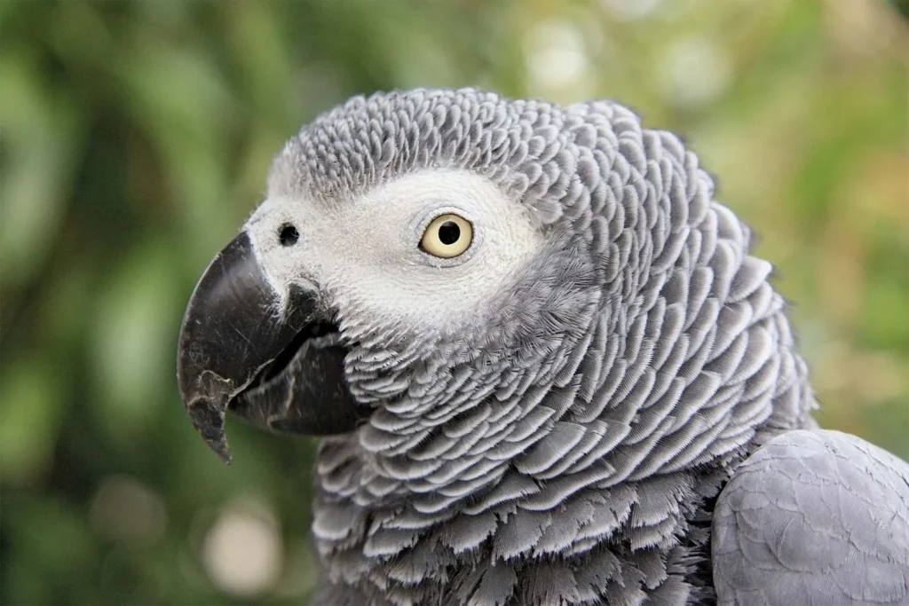 Unveil the Intelligence and Charisma of African Grey Parrots