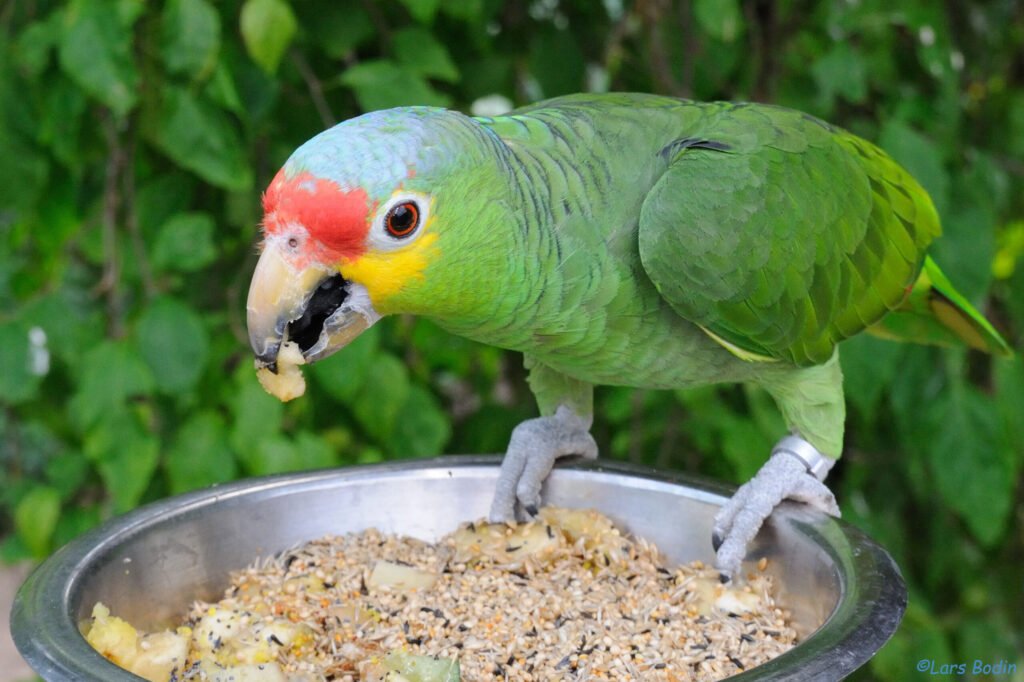 Red-Lored Amazon Parrots - The Vibrant and Friendly Companions