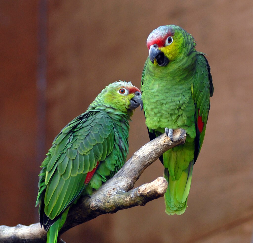 Red-Lored Amazon Parrots - The Vibrant and Friendly Companions