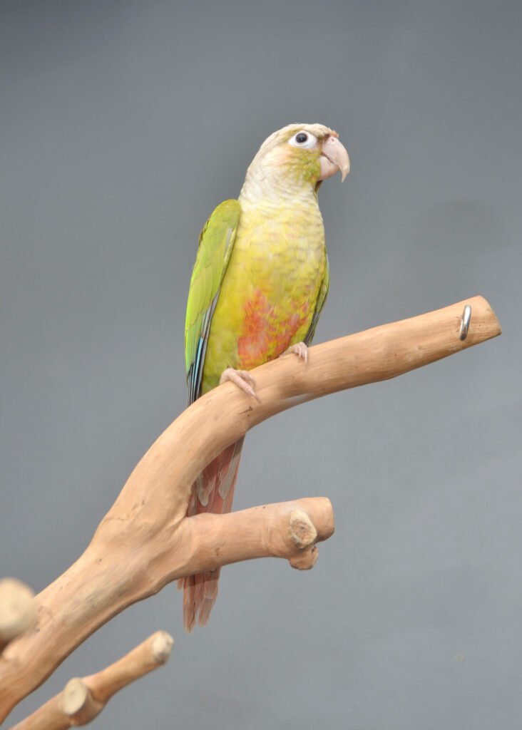 Explore the Vibrant World of Conures