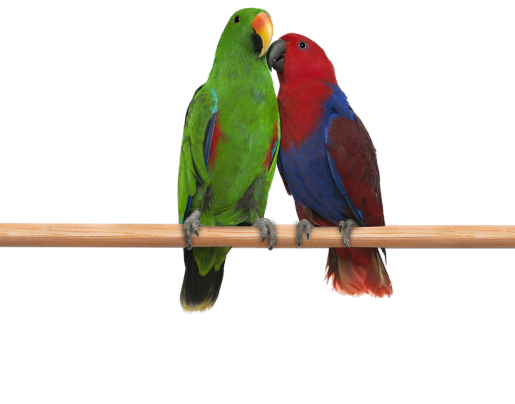 Discover the Splendor and Serenity of Eclectus Parrots