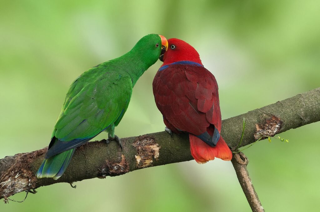 Discover the Splendor and Serenity of Eclectus Parrots