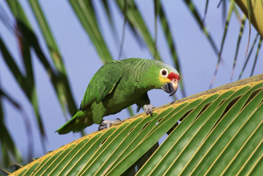 Red-Lored Amazon Parrots - The Vibrant and Friendly Companions