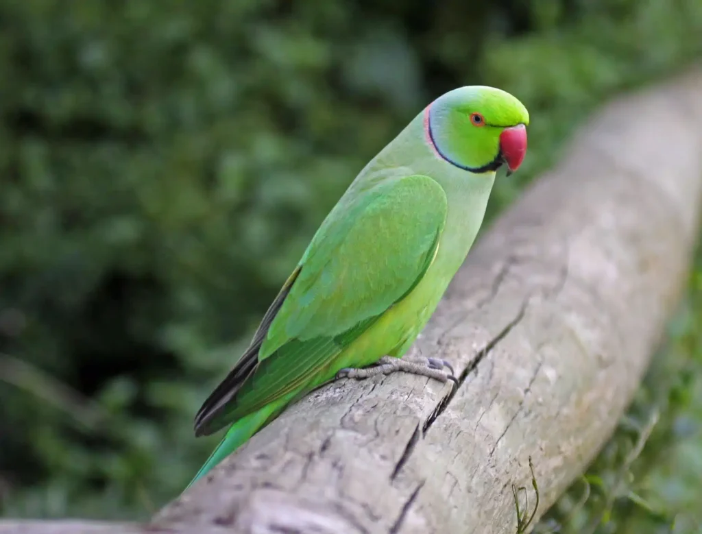 Indian Ringnecks - The Elegant and Intelligent Parrots