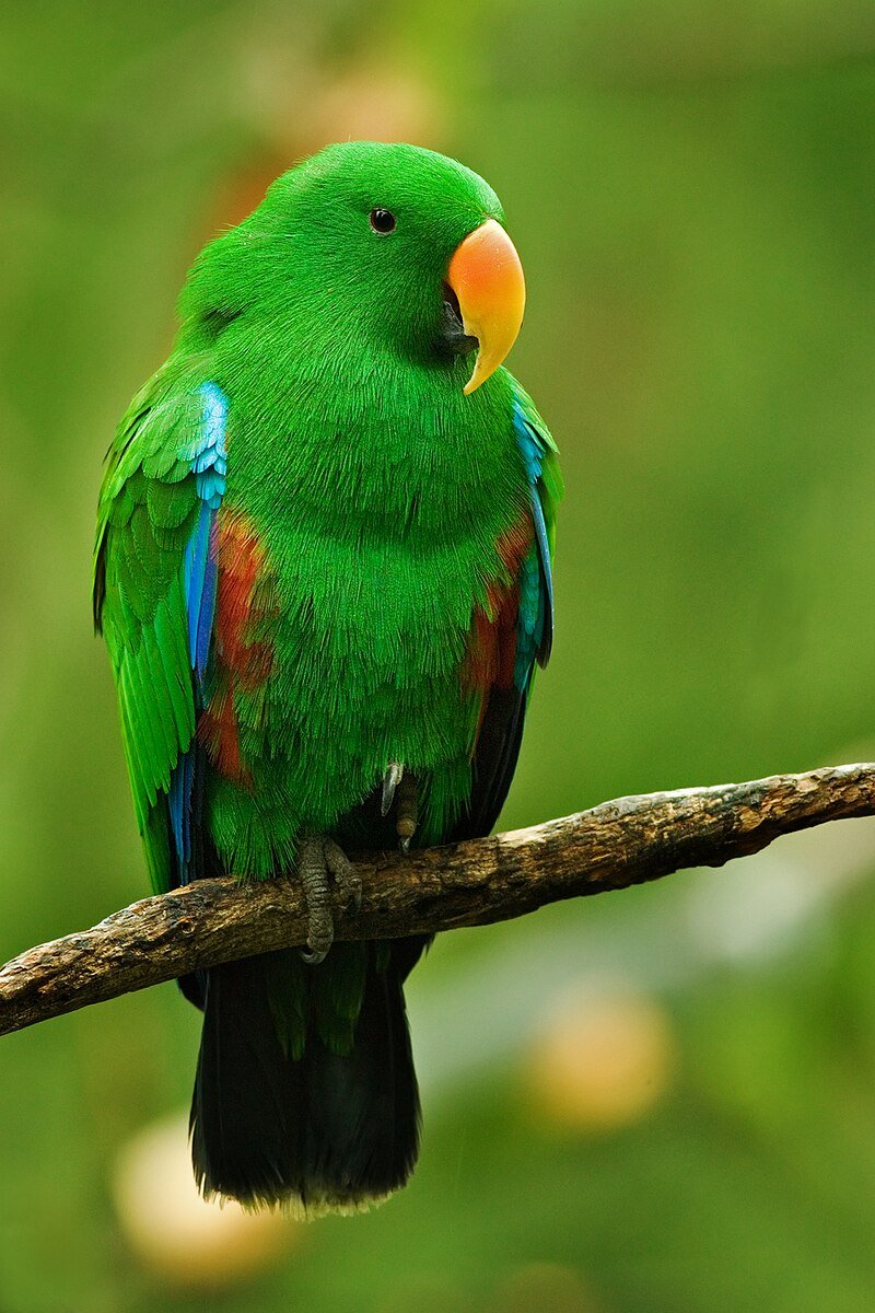 Discover the Splendor and Serenity of Eclectus Parrots