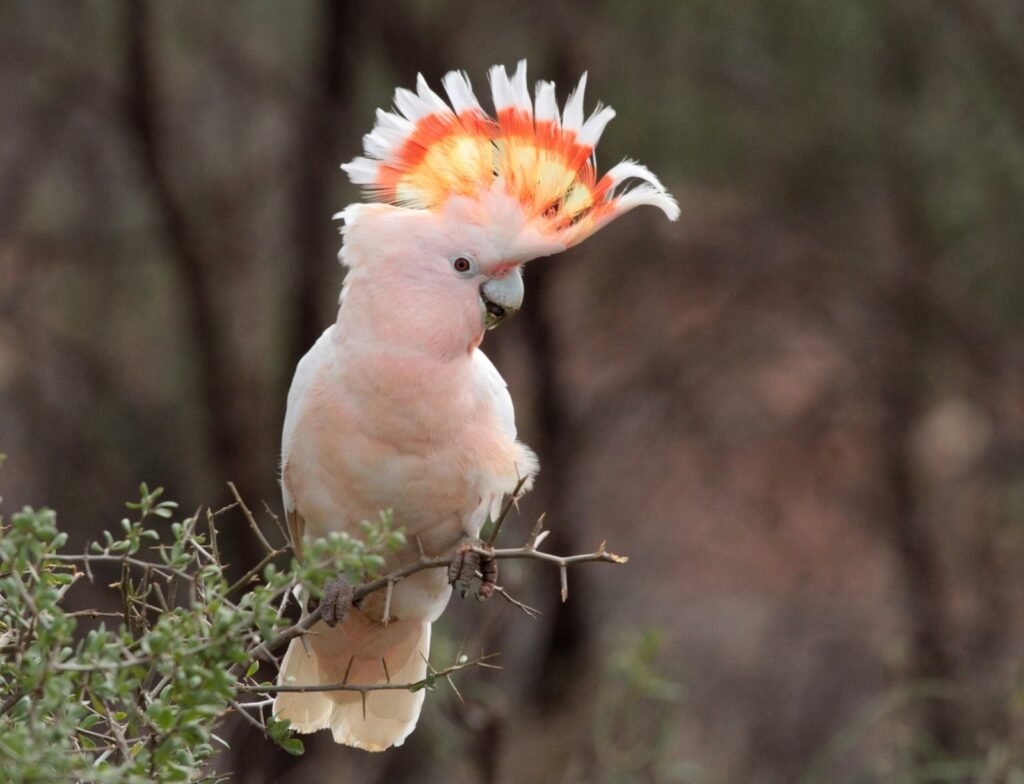 Cockatoos – The Vibrant and Affectionate Companions