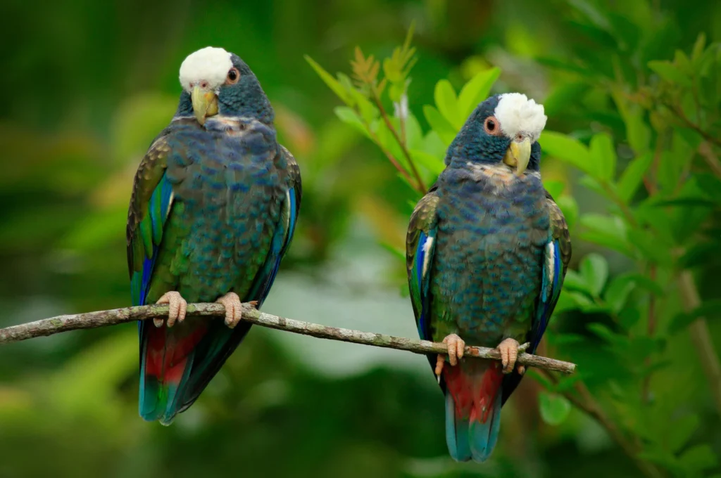 Discover the Tranquil Charm of Pionus Parrots