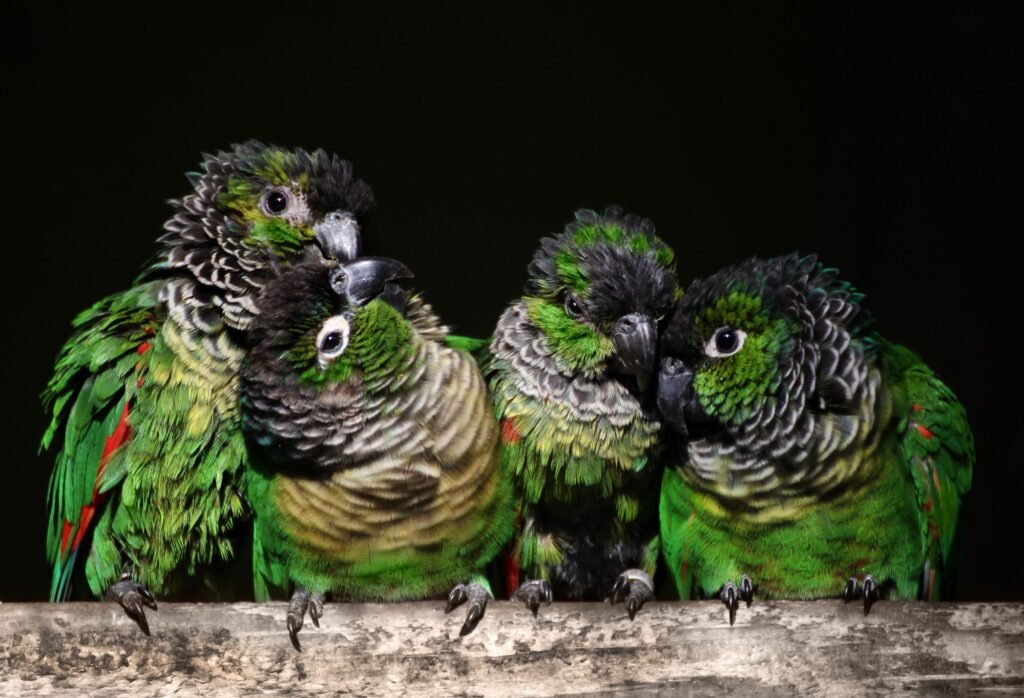 Explore the Vibrant World of Conures