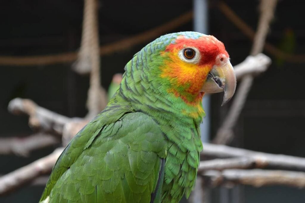 Red-Lored Amazon Parrots - The Vibrant and Friendly Companions