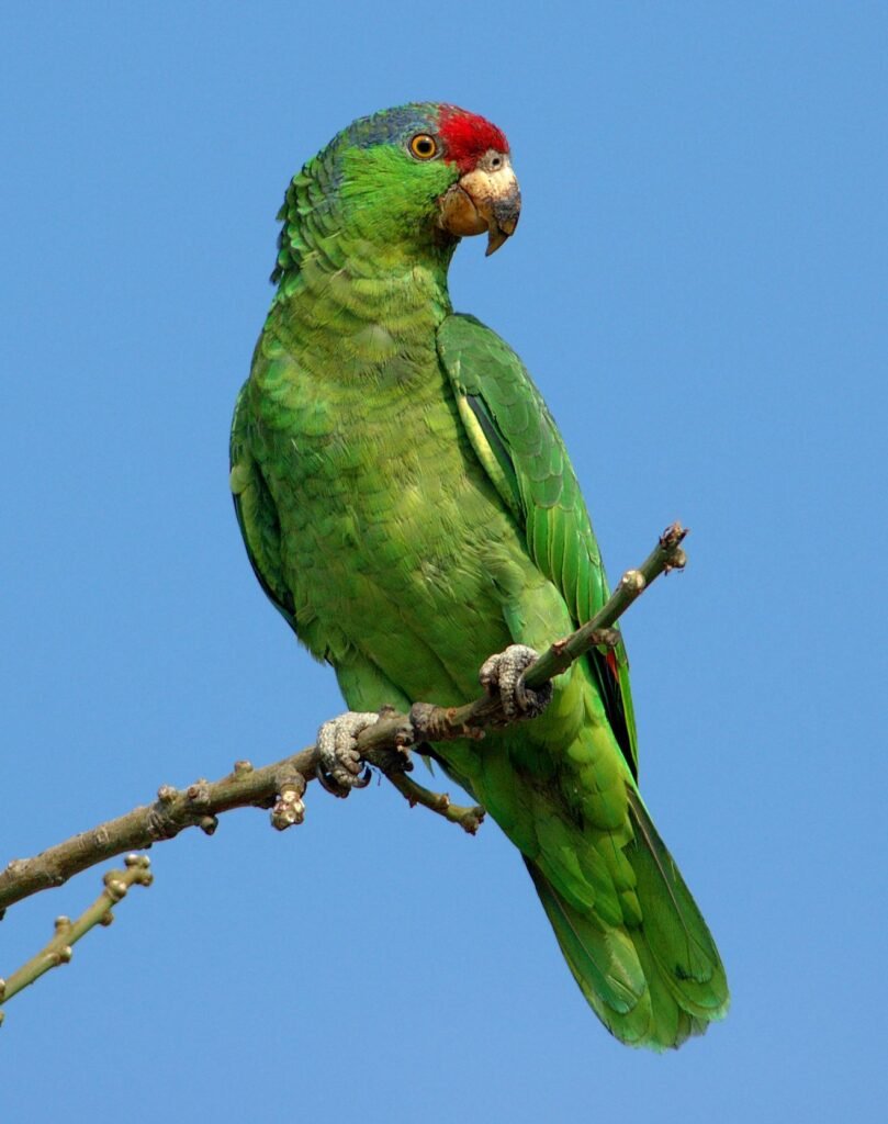 Red-Lored Amazon Parrots - The Vibrant and Friendly Companions