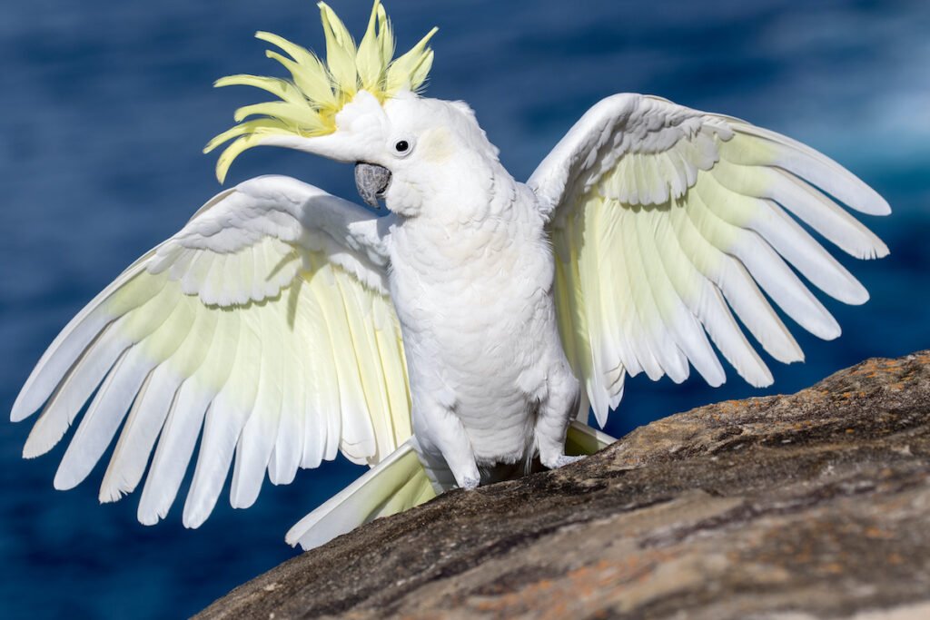 Cockatoos - The Vibrant and Affectionate Companions