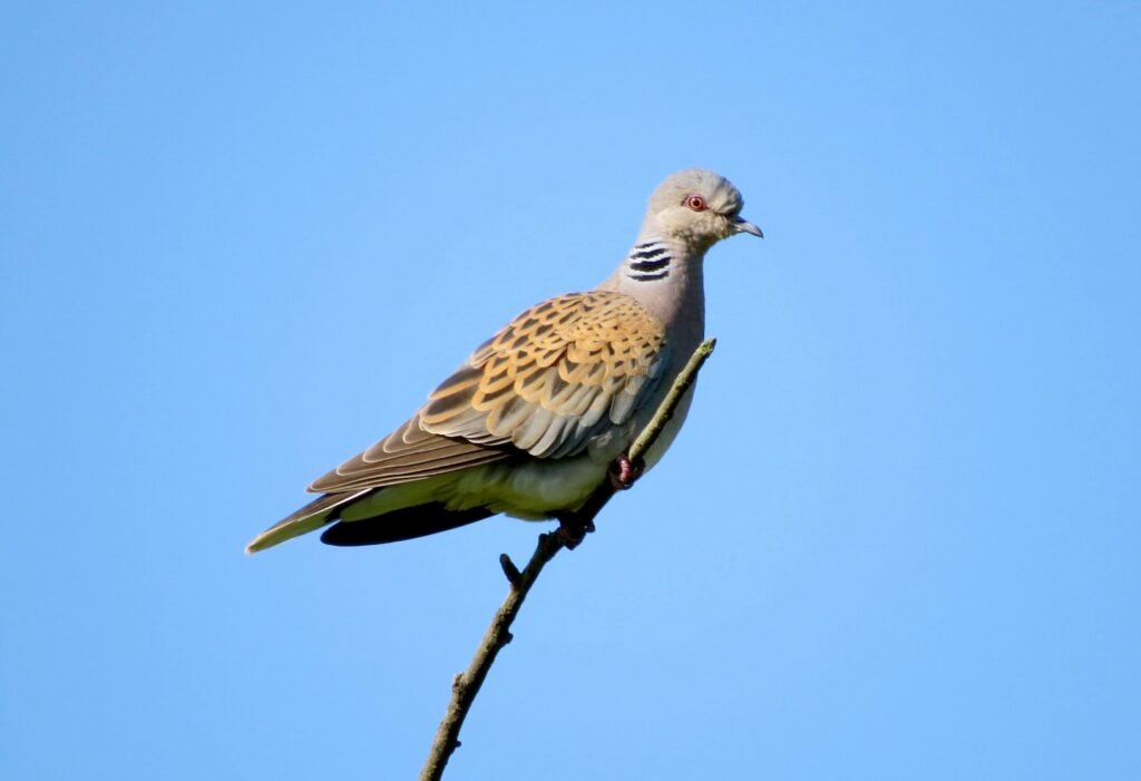 Embrace the Serenity of Doves