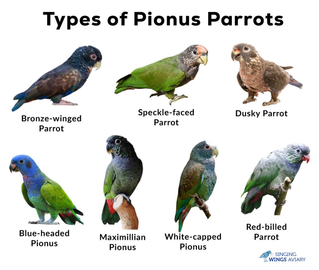 Discover the Tranquil Charm of Pionus Parrots