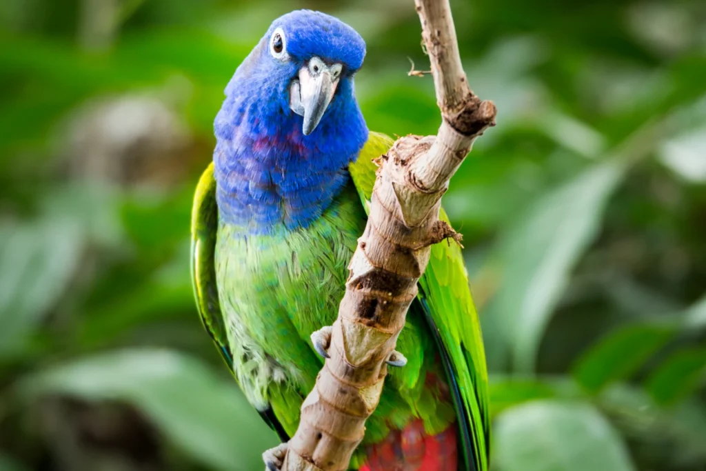 Discover the Tranquil Charm of Pionus Parrots