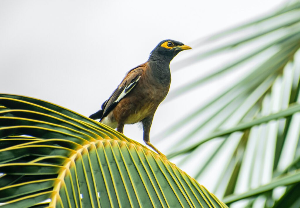 Mynah Birds - The Brilliant Mimics of the Avian World