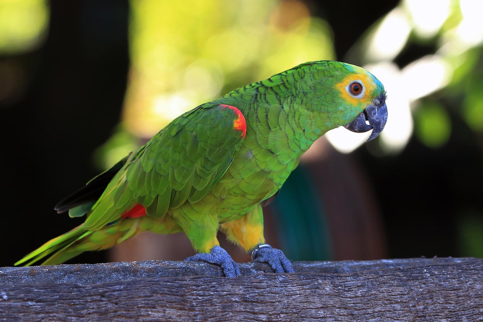 Blue-Fronted Amazon Parrots - The Vibrant and Vocal Companions