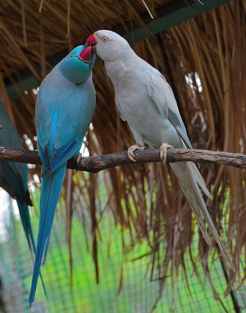 Indian Ringnecks - The Elegant and Intelligent Parrots