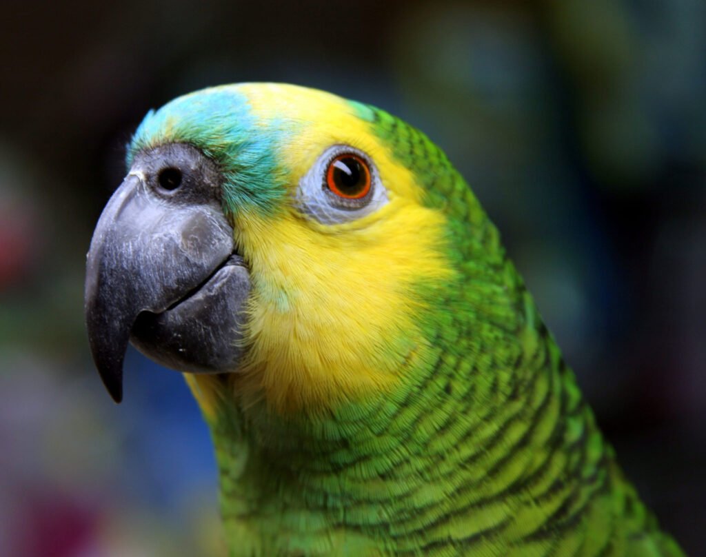 Blue-Fronted Amazon Parrots - The Vibrant and Vocal Companions