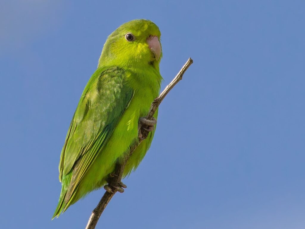 Parrotlets - The Tiny Parrots with Big Personalities