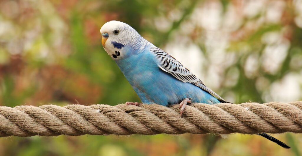 Parakeets – The Charming and Colorful Companions