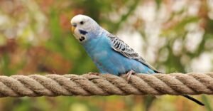 Parakeets - The Charming and Colorful Companions