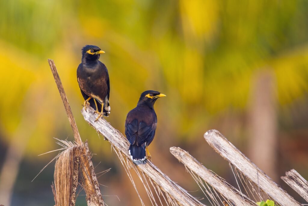 Mynah Birds - The Brilliant Mimics of the Avian World