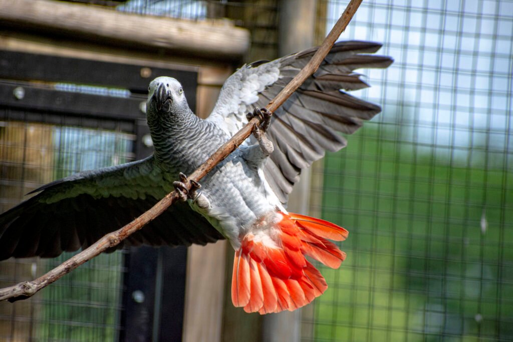 Unveil the Intelligence and Charisma of African Grey Parrots