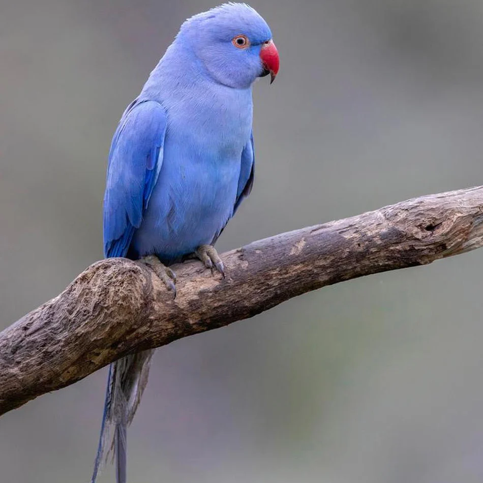 Indian Ringnecks - The Elegant and Intelligent Parrots