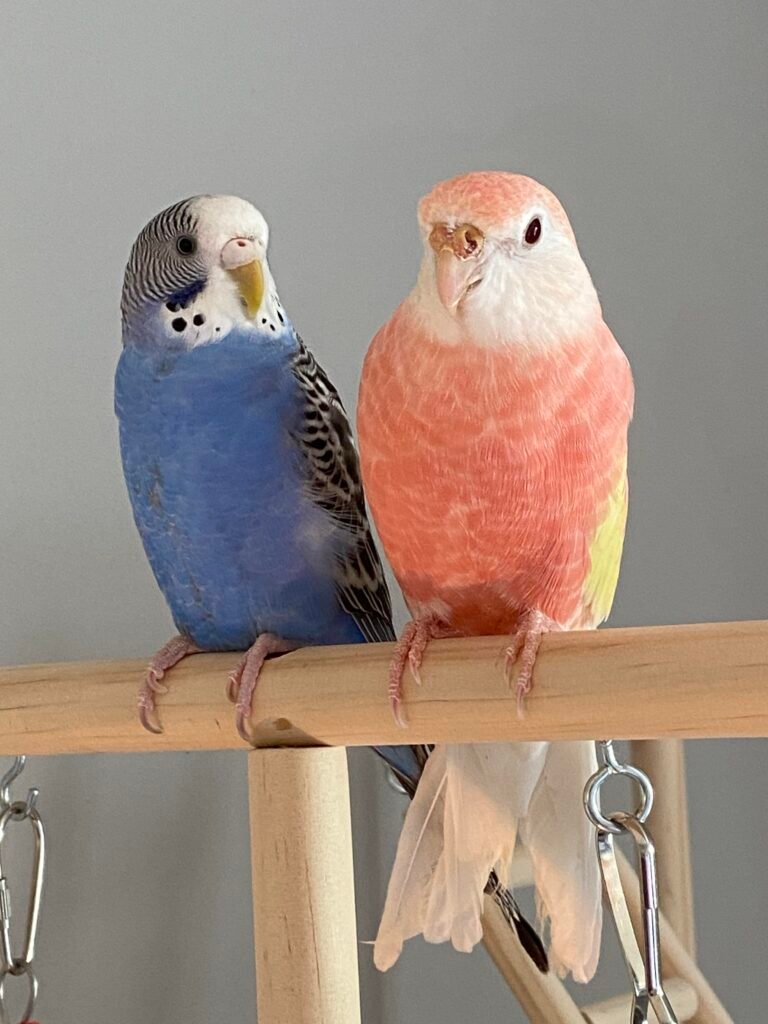 Parakeets - The Charming and Colorful Companions