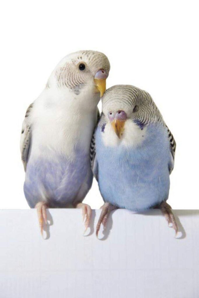 Parakeets - The Charming and Colorful Companions