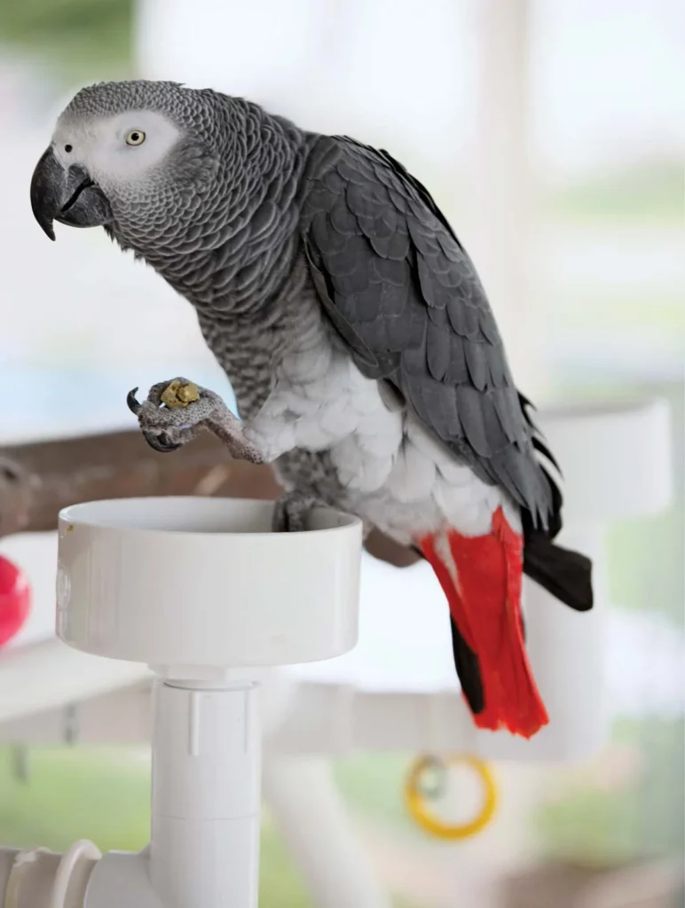 Unveil the Intelligence and Charisma of African Grey Parrots