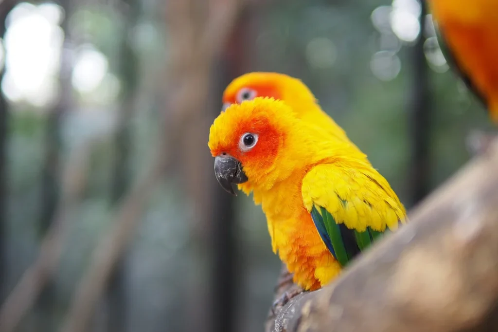 Explore the Vibrant World of Conures