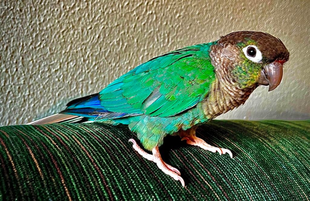 Green-Cheeked Conures - The Playful and Colorful Companions